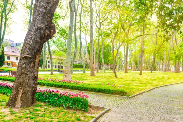Zielony Park Kwiatami Ścieżką Zielonym Parku Miejskim Wiosna — Zdjęcie stockowe