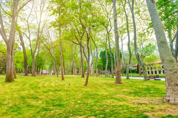 緑の公園と緑の春の都市公園内のパス — ストック写真