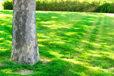 Yeşil güneşli parktaki ağaç, yeşil orman manzarası