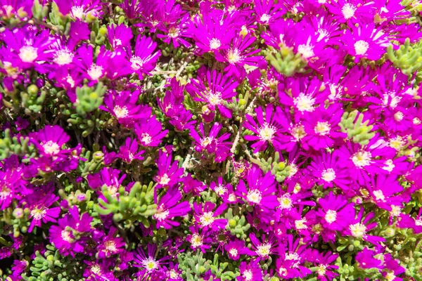 Ramo Flores Púrpura Para Naturaleza Primavera Flor Fondo — Foto de Stock