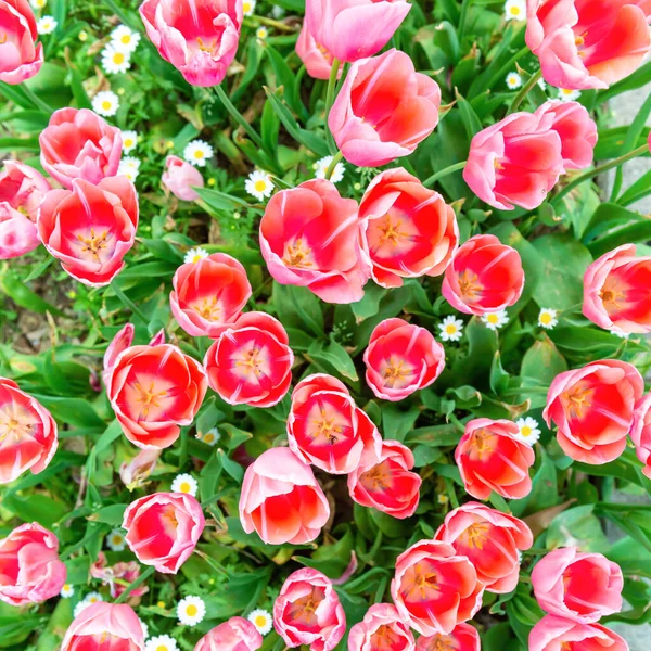 Rote Tulpen Blumen Frühling Feld Der Blumen — Stockfoto