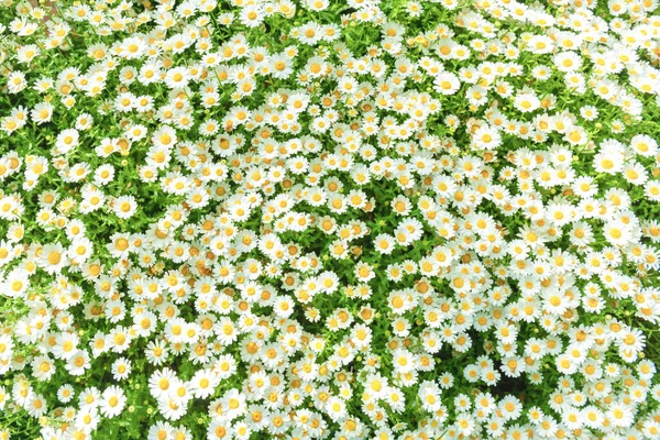 Gänseblümchen Kamillenblüten Auf Dem Feld Whte Blumen Hintergrund — Stockfoto