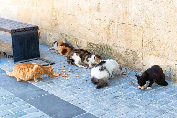 ストリート猫はトルコのイスタンブール通りで食べ物を食べる — ストック写真