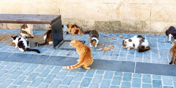 Straßenkatzen Fressen Futter Auf Istanbuler Straße Türkei — Stockfoto