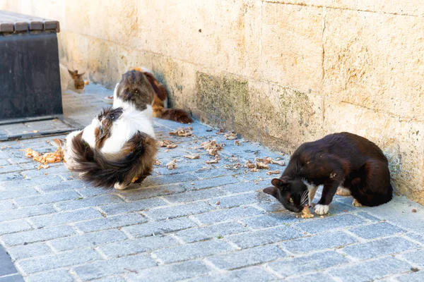Straßenkatzen Fressen Futter Auf Istanbuler Straße Türkei — Stockfoto