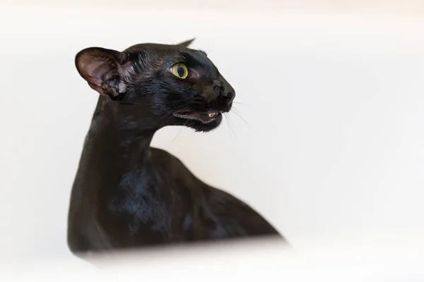 Black Oriental Funny Cat Isolated White — Stock Photo, Image