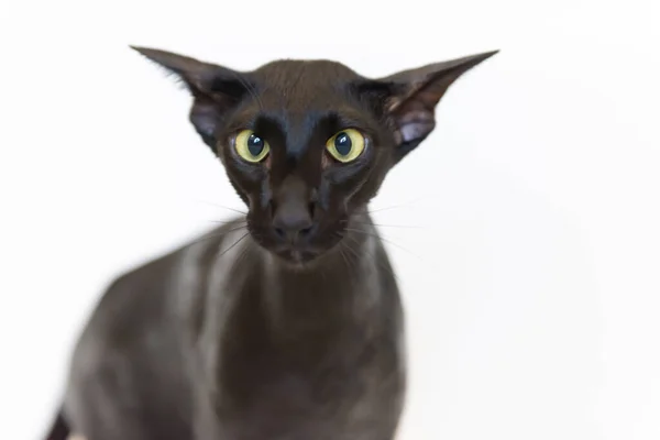 Negro Oriental Divertido Gato Aislado Blanco —  Fotos de Stock