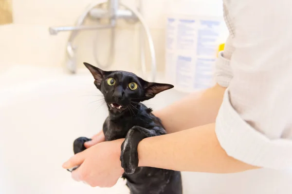 Black wet oriental cat washing in bath