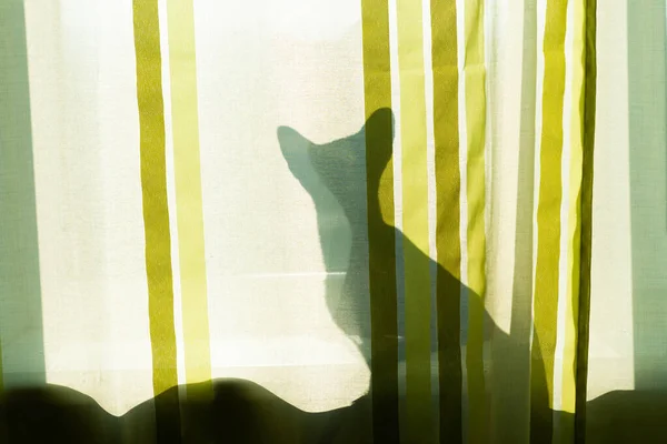 Ombre Chat Noir Sur Fenêtre Chat Dans Chambre Matin — Photo