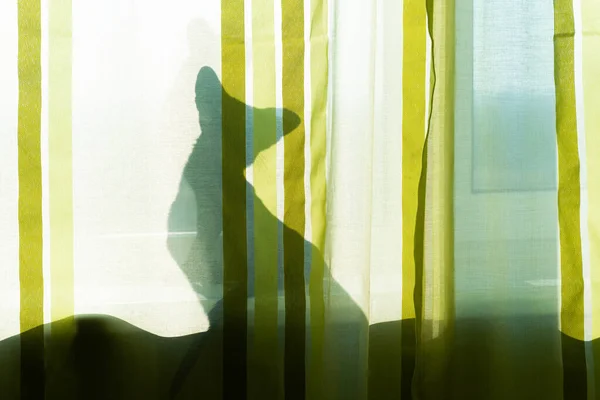 Black cat shadow on window, cat in morning room