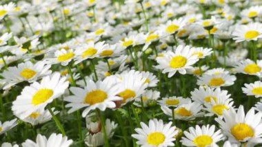 Yeşil çiçek tarlasında beyaz papatya papatyası. 4K görüntü