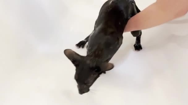 Wet Μαύρο Ανατολίτικη Γάτα Ουρλιάζοντας Λαμβάνοντας Ντους Στο Μπάνιο Βίντεο — Αρχείο Βίντεο