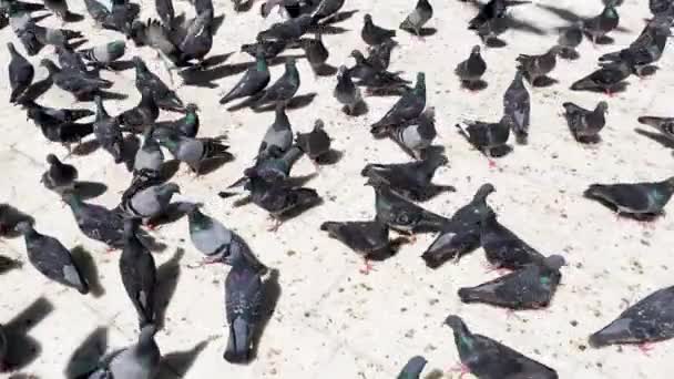 Troupeau Pigeons Colombes Mangent Dans Rue Ville Images — Video