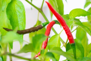 Kırmızı ve yeşil acı biberler yeşil bitkide, makro kırmızı biberlerde yetişir.