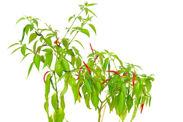 Piros Zöld Csípős Chili Fűszer Paprika Zöld Növény — Stock Fotó