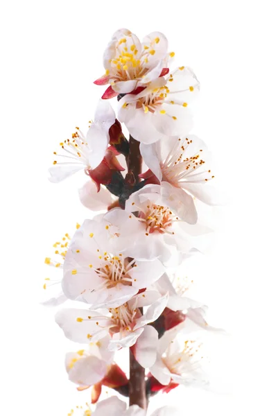 Almond white flowers — Stock Photo, Image