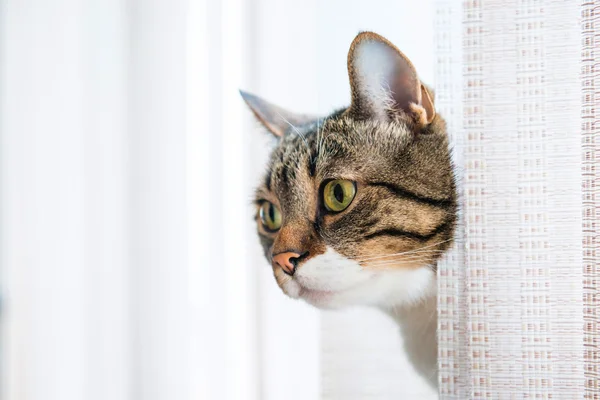 Little gray striped cat — Stock Photo, Image