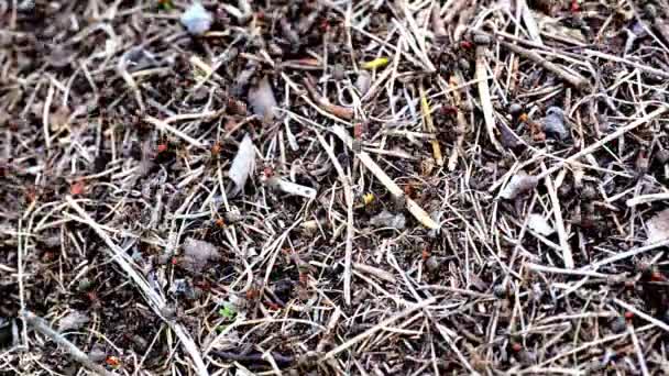 Ameisenhaufen im Wald mit Ameisen — Stockvideo