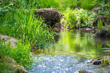 tropikal orman akarsu