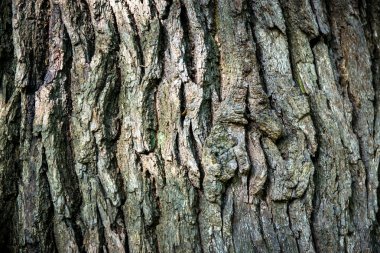 kahverengi Meşe barka 