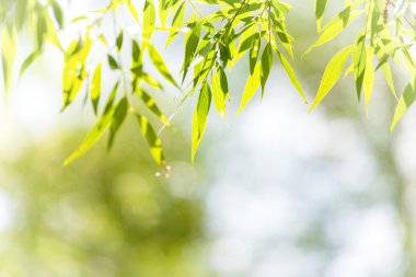 Arkaplan için yeşil yapraklar