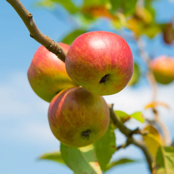 Manzanas rojas jugosas — Foto de Stock