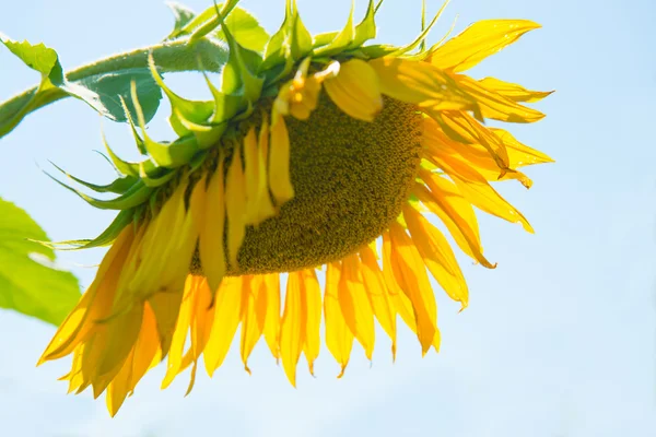 Yellow sunflower with green leaves — Stock Photo, Image