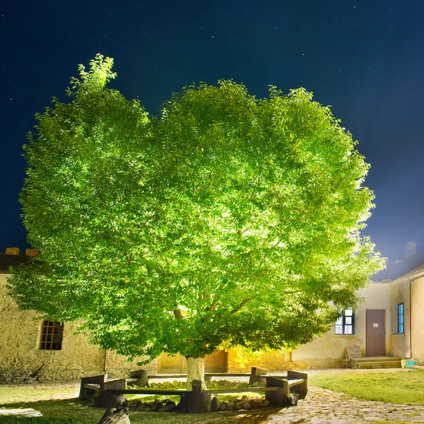 Árvore verde brilhante no parque noturno — Fotografia de Stock