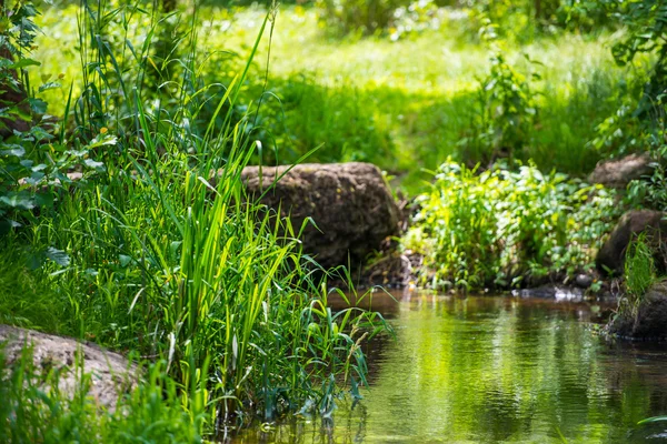 Ström i den tropiska skogen — Stockfoto