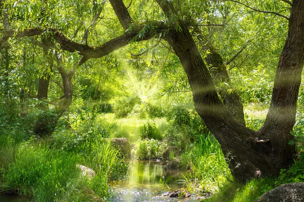 Stream in het regenwoud — Stockfoto