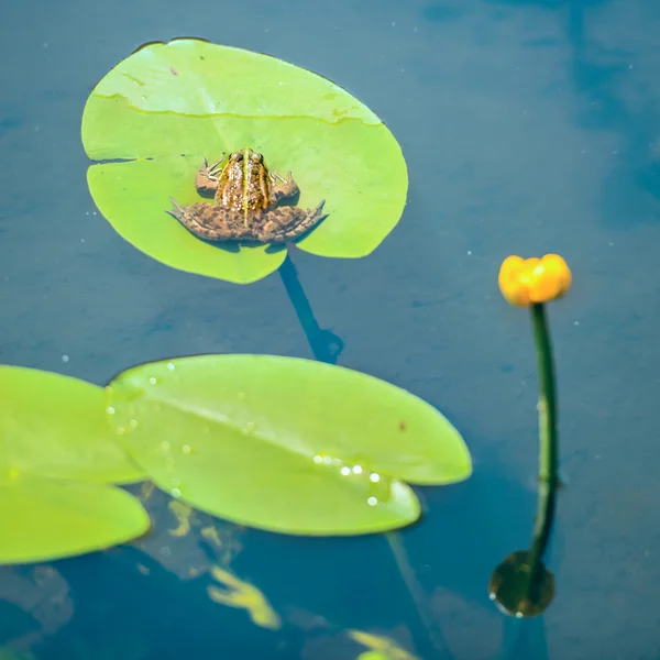 잎에 앉아 개구리 — 스톡 사진