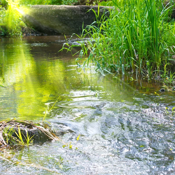 Ström i den tropiska skogen — Stockfoto