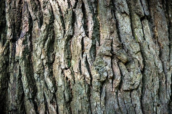 kahverengi Meşe barka 