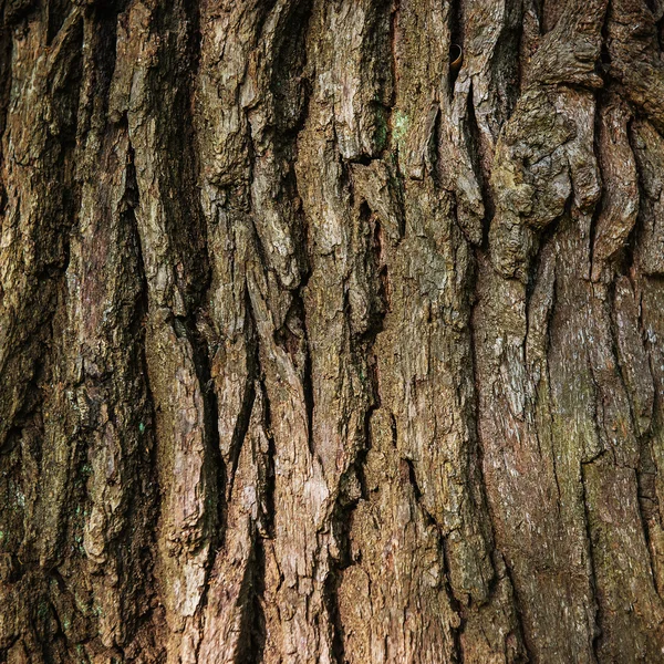 Hnědé dubové kůry — Stock fotografie