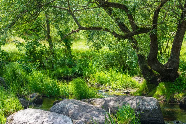 Stream in het regenwoud — Stockfoto