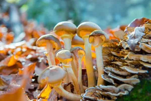 Groep van paddestoelen — Stockfoto