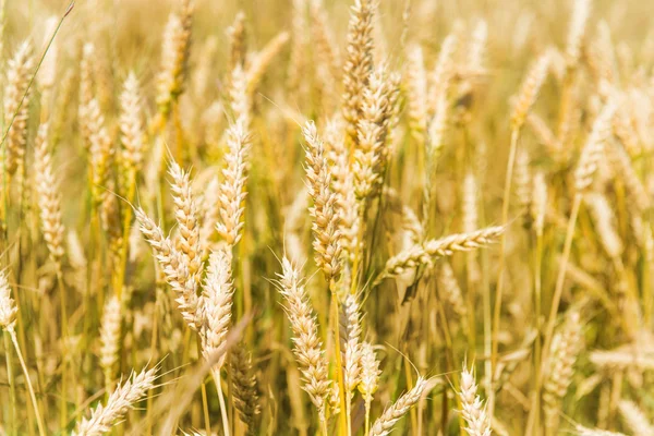 Campo de trigo — Foto de Stock