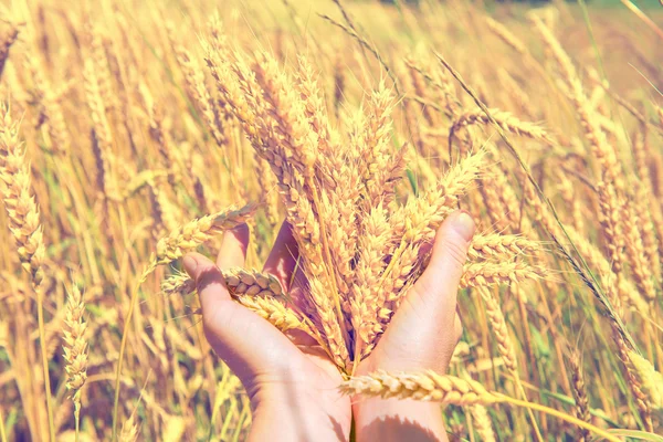 Wheat in the hands — Stock Photo, Image