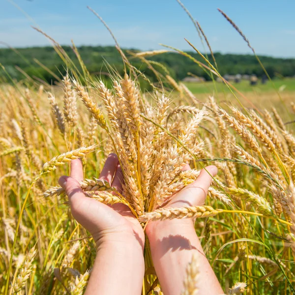 Wheat in the hands — Stock Photo, Image