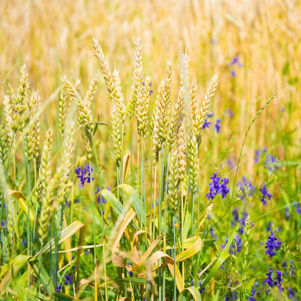 Поле пшеницы с голубыми цветами — стоковое фото