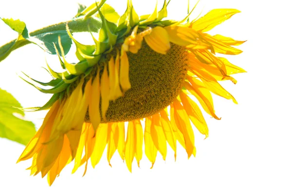 Yellow sunflower with green leaves — Stock Photo, Image