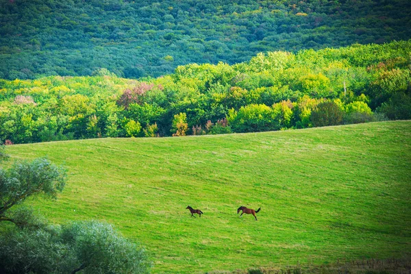 Deux chevaux sur prairie verte — Photo