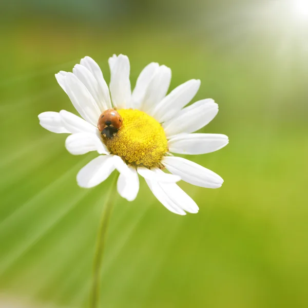 White daisy with red ladybug — Stock Photo, Image