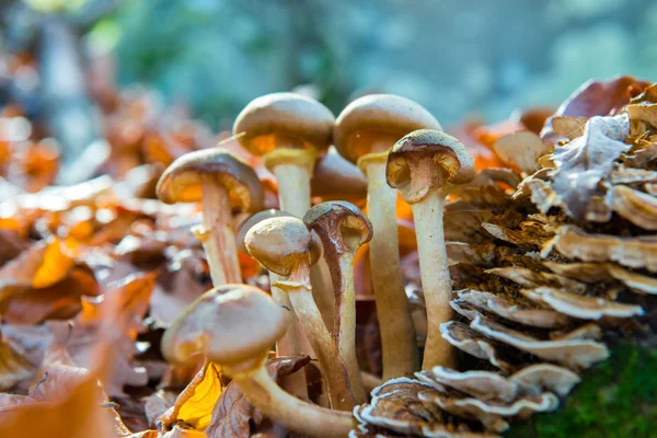 버섯의 그룹 — 스톡 사진