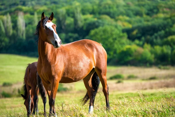 Donkere baai paarden — Stockfoto