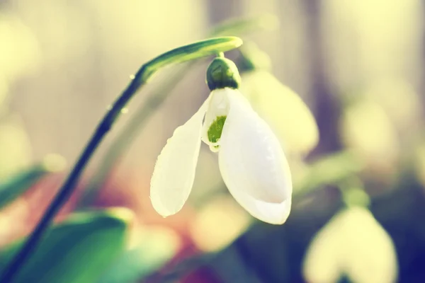 Vårblommor snowdrop — Stockfoto