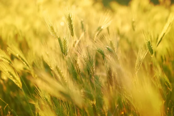 Wiese mit Gras bei Sonnenuntergang — Stockfoto