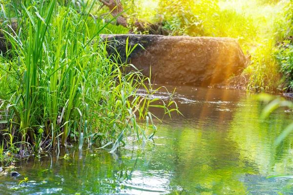 Stream in tropisch woud — Stockfoto