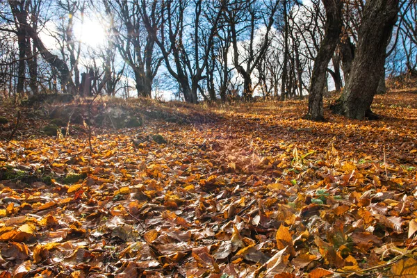 Reggel az őszi erdőben — Stock Fotó
