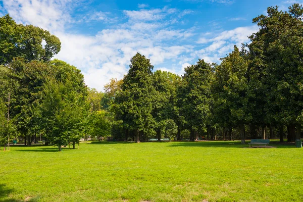 Prato verde con alberi — Foto Stock